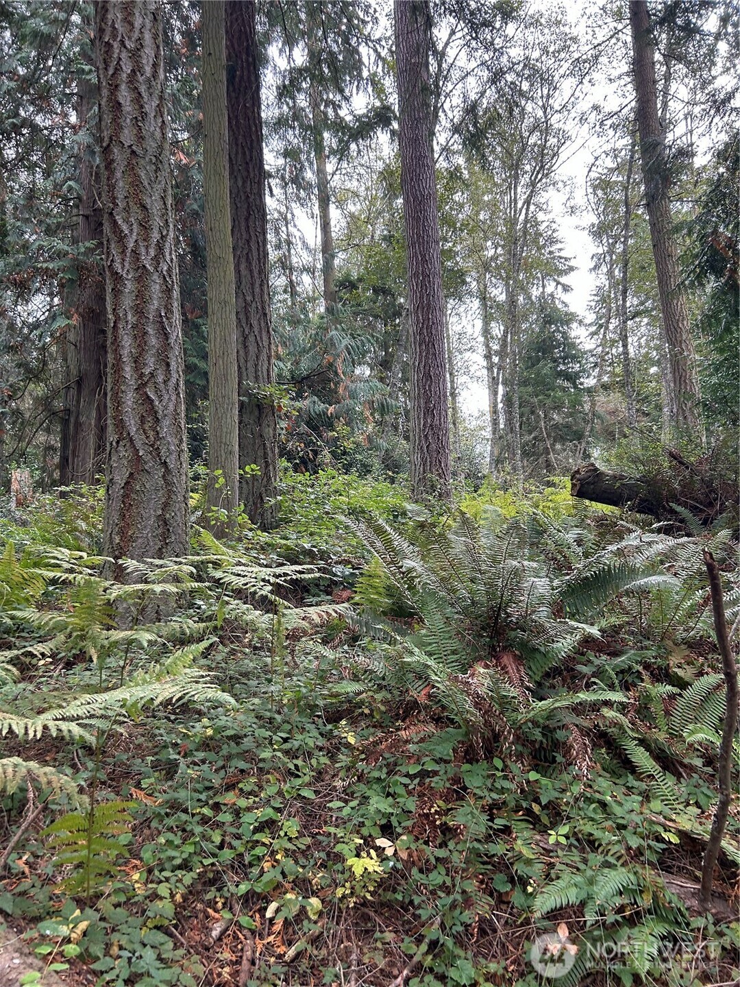 0 Lot 15 W Shore Drive , Lake Cavanaugh, WA 98274