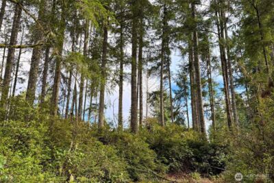 5011 E Rasor Road , Belfair, WA 98528 - Photo 9