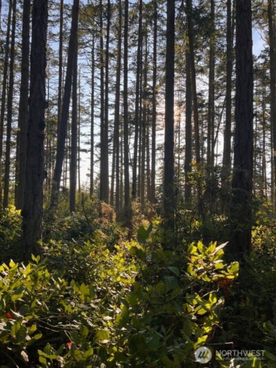 3 LOT Pavey Boulevard , Lopez Island, WA 98261 - Photo 5