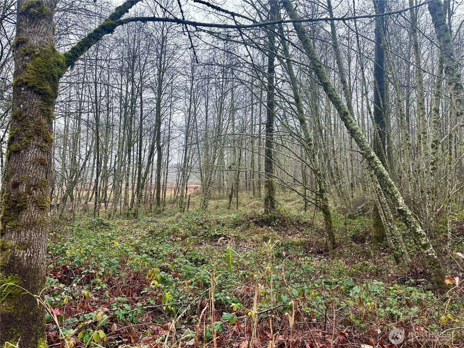 1230 Silverbrook Road , White Pass, WA 98937