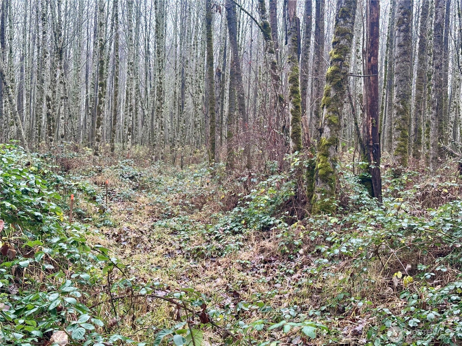 1230 Silverbrook Road , White Pass, WA 98937