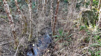 11 W Highland Y Road , Shelton, WA 98584 - Photo 32