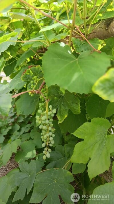 47367 State Route 20 , Concrete, WA 98237 - Photo 2