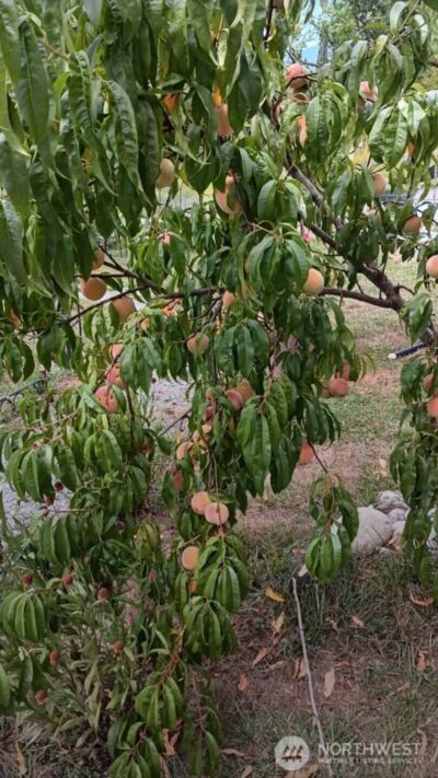 47367 State Route 20 , Concrete, WA 98237 - Photo 3