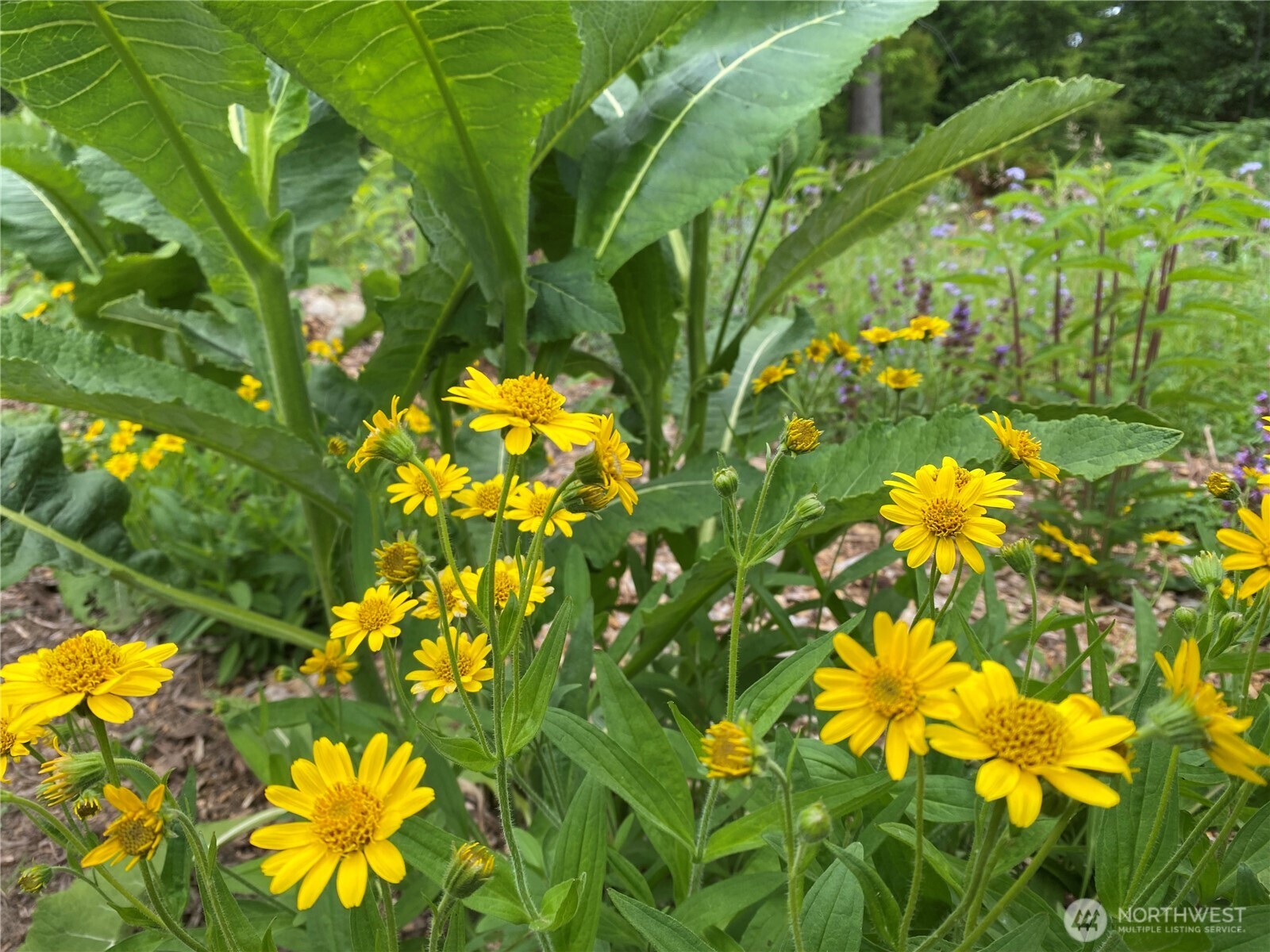 2514 177th Avenue NE, Snohomish, WA 98290