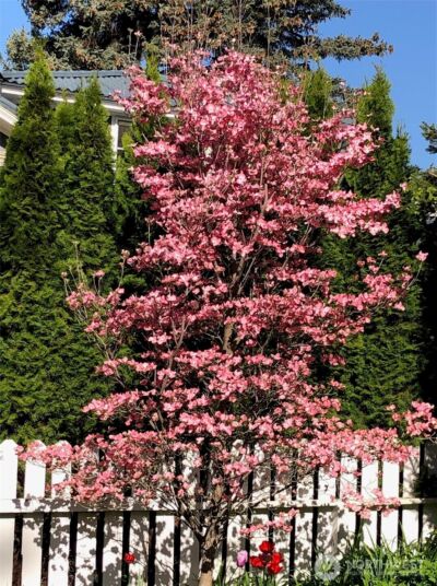 108 E 10th Avenue , Ellensburg, WA 98926 - Photo 29