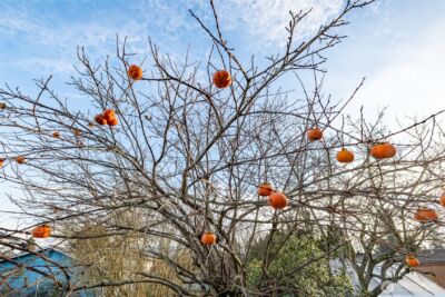 2012 E Belair Drive , Mount Vernon, WA 98273 - Photo 34