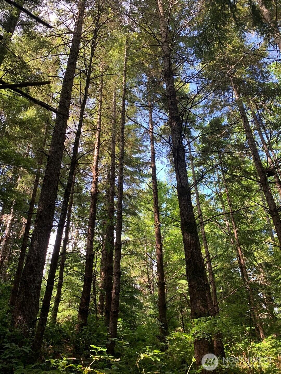 4 Tract Parpala Road , Naselle, WA 98638