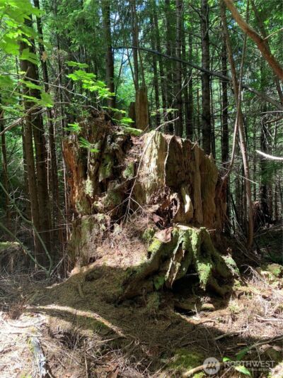 4 Tract Parpala Road , Naselle, WA 98638 - Photo 21