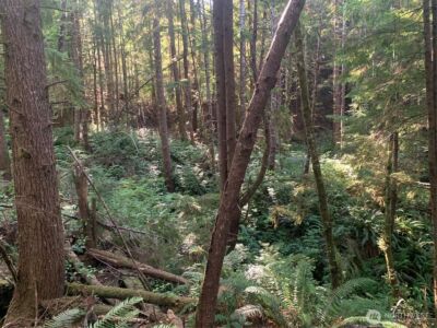 4 Tract Parpala Road , Naselle, WA 98638 - Photo 8