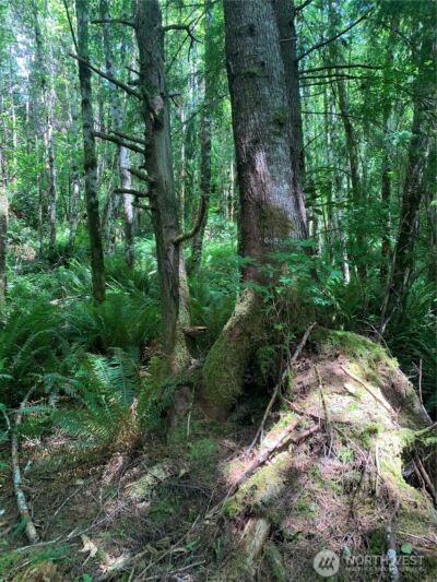 3 Tract Parpala Road , Naselle, WA 98638 - Photo 23