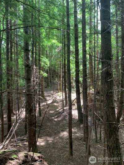 3 Tract Parpala Road , Naselle, WA 98638 - Photo 3