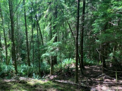 3 Tract Parpala Road , Naselle, WA 98638 - Photo 9