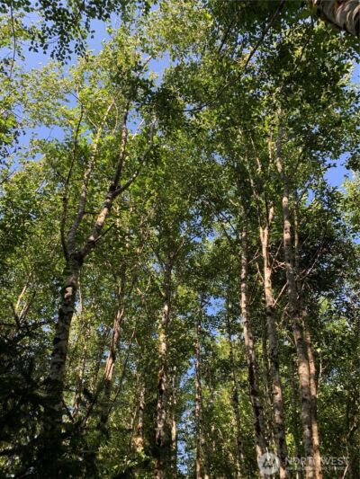 2 Tract Parpala Road , Naselle, WA 98638 - Photo 7