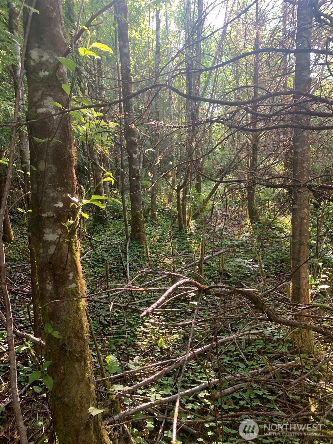 2 Tract Parpala Road , Naselle, WA 98638