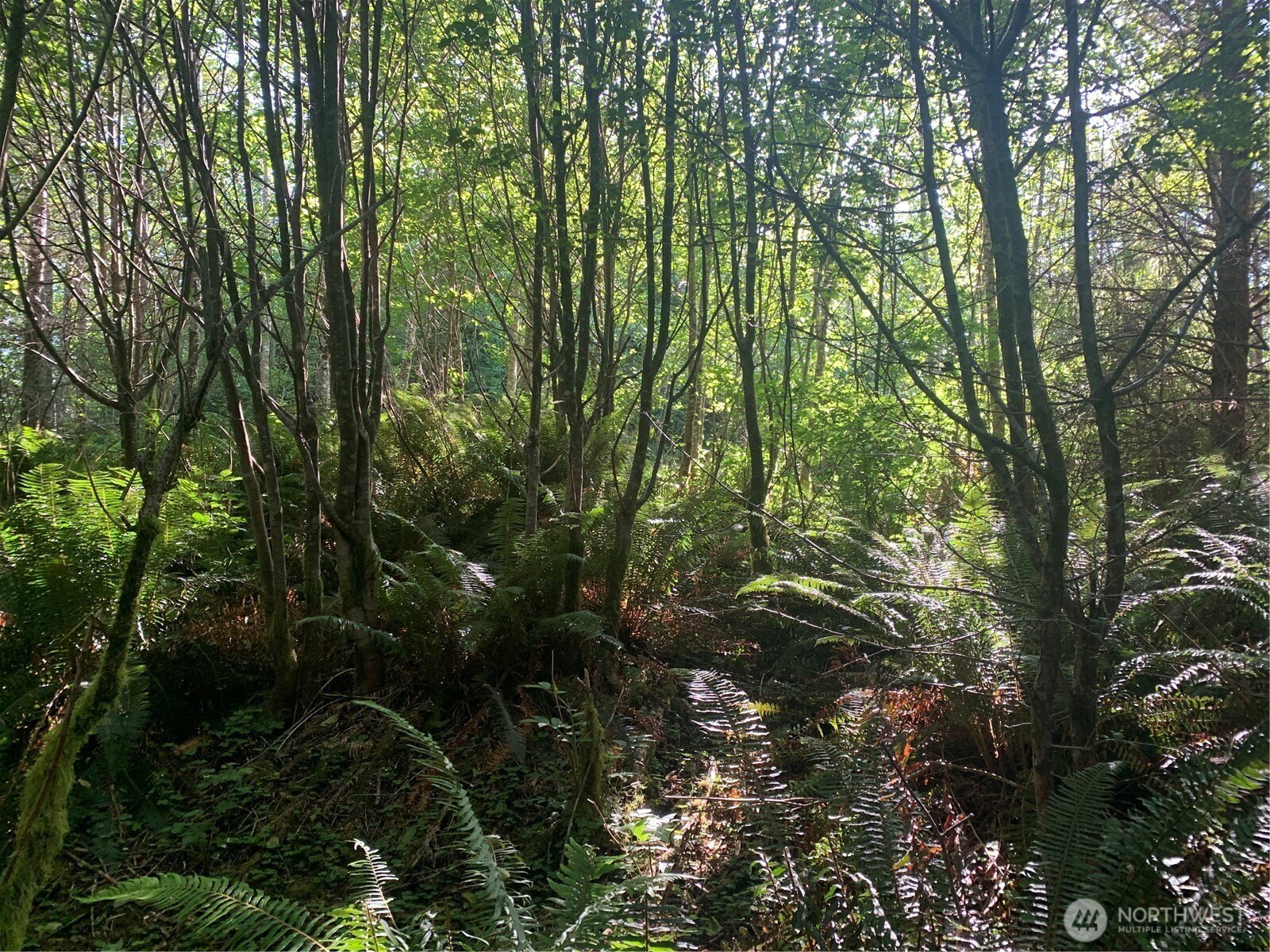 2 Tract Parpala Road , Naselle, WA 98638