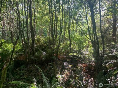 2 Tract Parpala Road , Naselle, WA 98638 - Photo 9