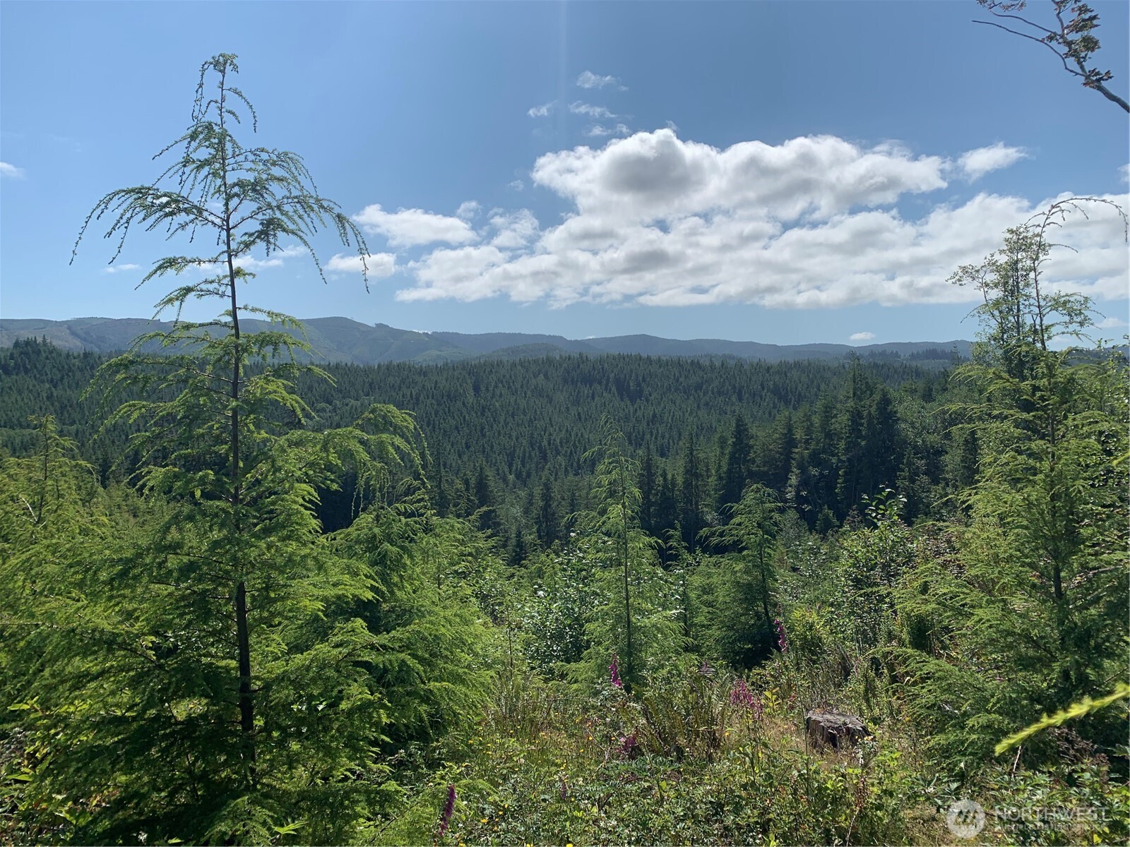 285 Parpala Road , Naselle, WA 98638