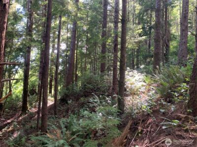 285 Parpala Road , Naselle, WA 98638 - Photo 5