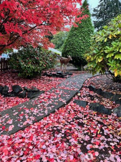 2606 N Baltimore Street , Tacoma, WA 98407 - Photo 38