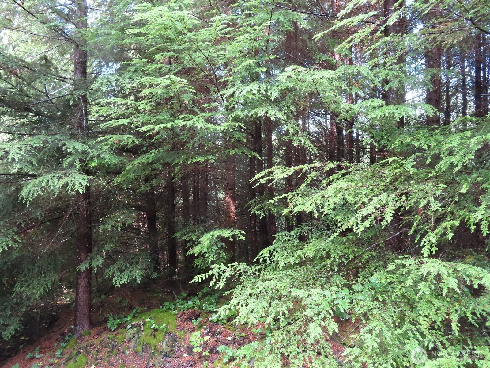 0 Tract 2 State Route 101 , South Bend, WA 98596