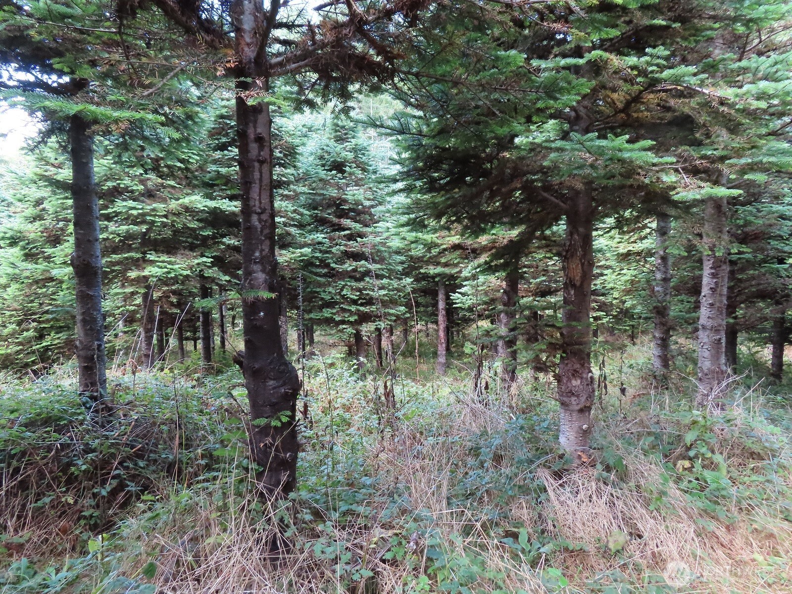 0 Tract 2 State Route 101 , South Bend, WA 98596