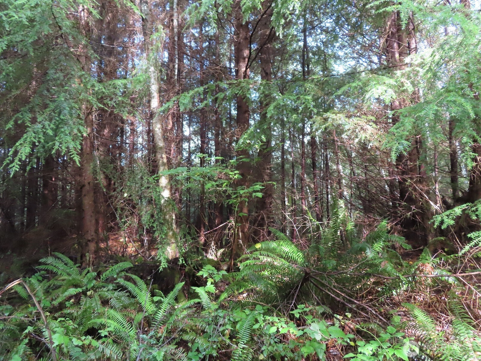 0 Tract 2 State Route 101 , South Bend, WA 98596