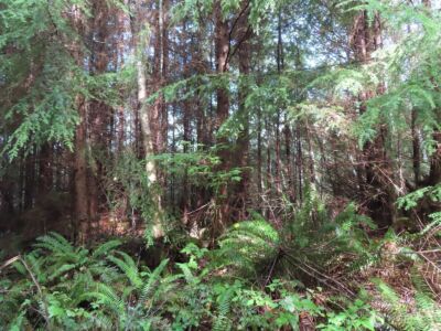 0 Tract 2 State Route 101 , South Bend, WA 98596 - Photo 13