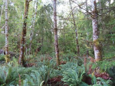 0 Tract 2 State Route 101 , South Bend, WA 98596 - Photo 16