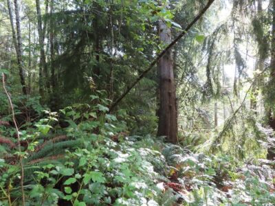 0 Tract 2 State Route 101 , South Bend, WA 98596 - Photo 4