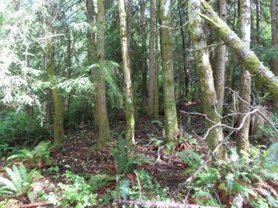 0 Tract 2 State Route 101 , South Bend, WA 98596 - Photo 6