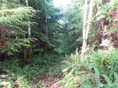 0 Tract 2 State Route 101 , South Bend, WA 98596 - Photo 8