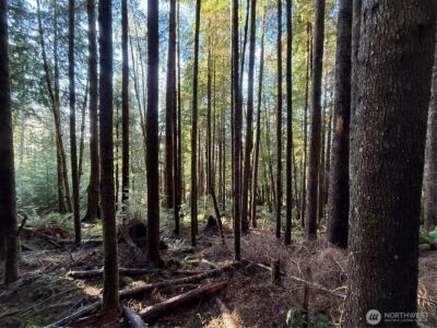 70 Dionne Lane , Naselle, WA 98638 - Photo 15