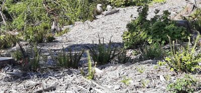 221 NE WJ Way , Belfair, WA 98528 - Photo 2