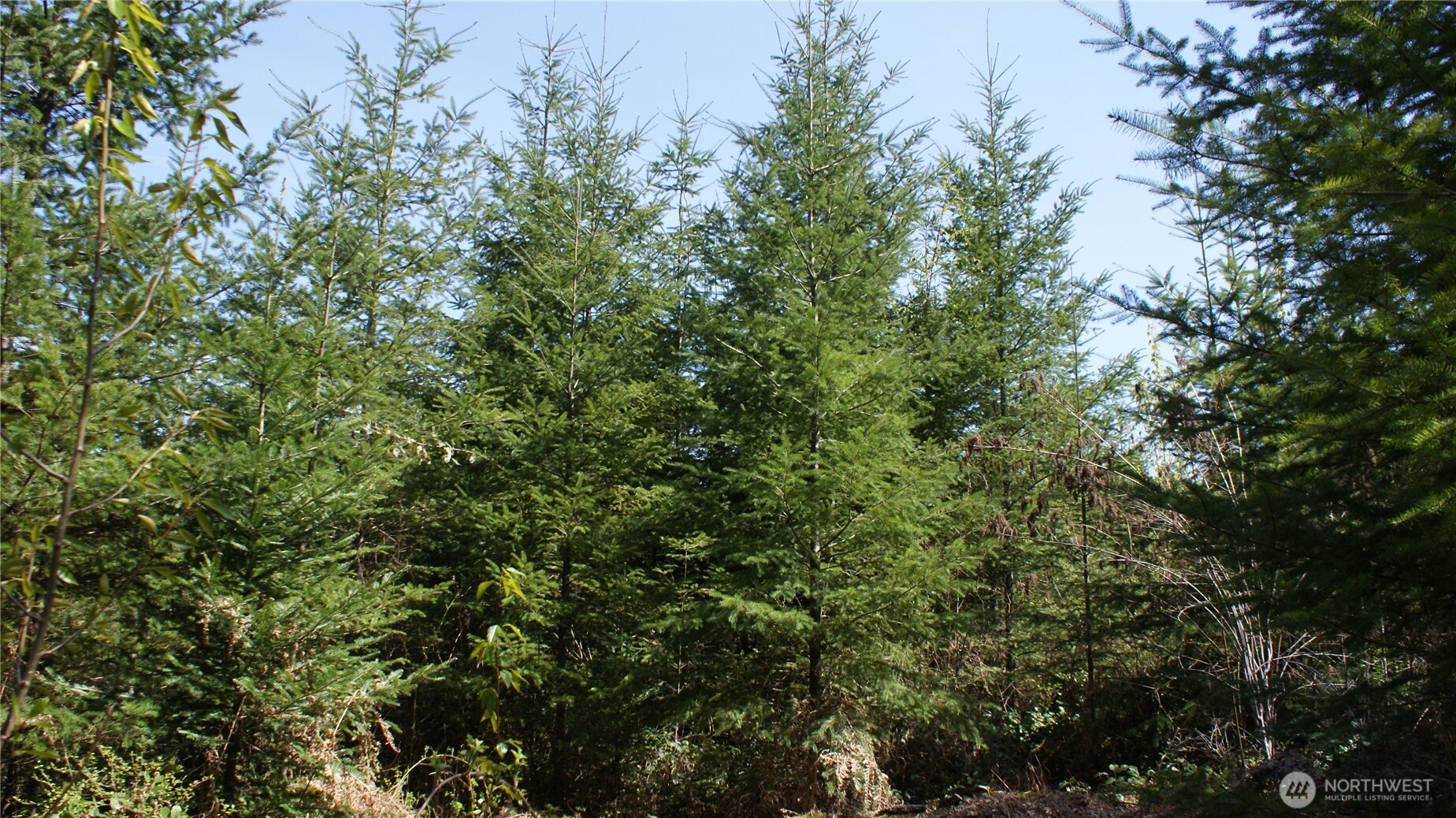 0 Winter Road , Winlock, WA 98596