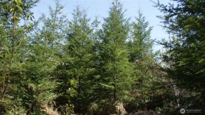 0 Winter Road , Winlock, WA 98596 - Photo 14