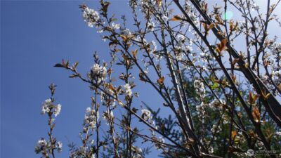 0 Winter Road , Winlock, WA 98596 - Photo 16