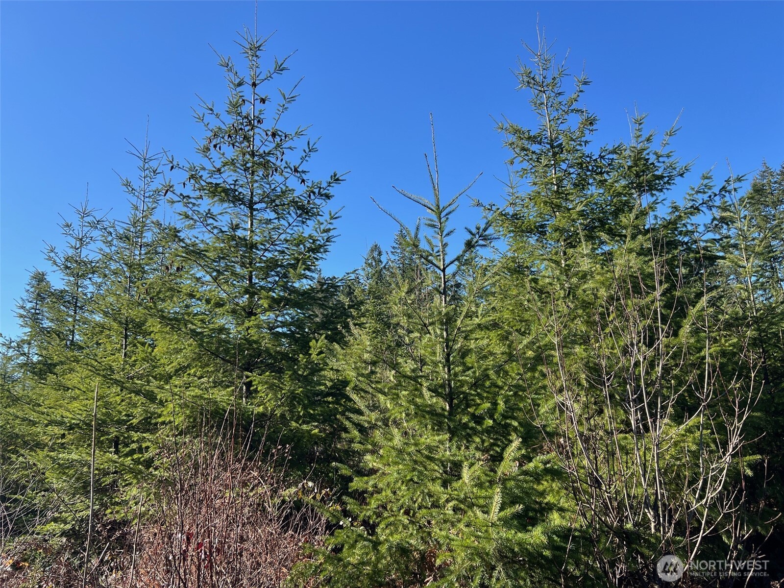 0 Winter Road , Winlock, WA 98596