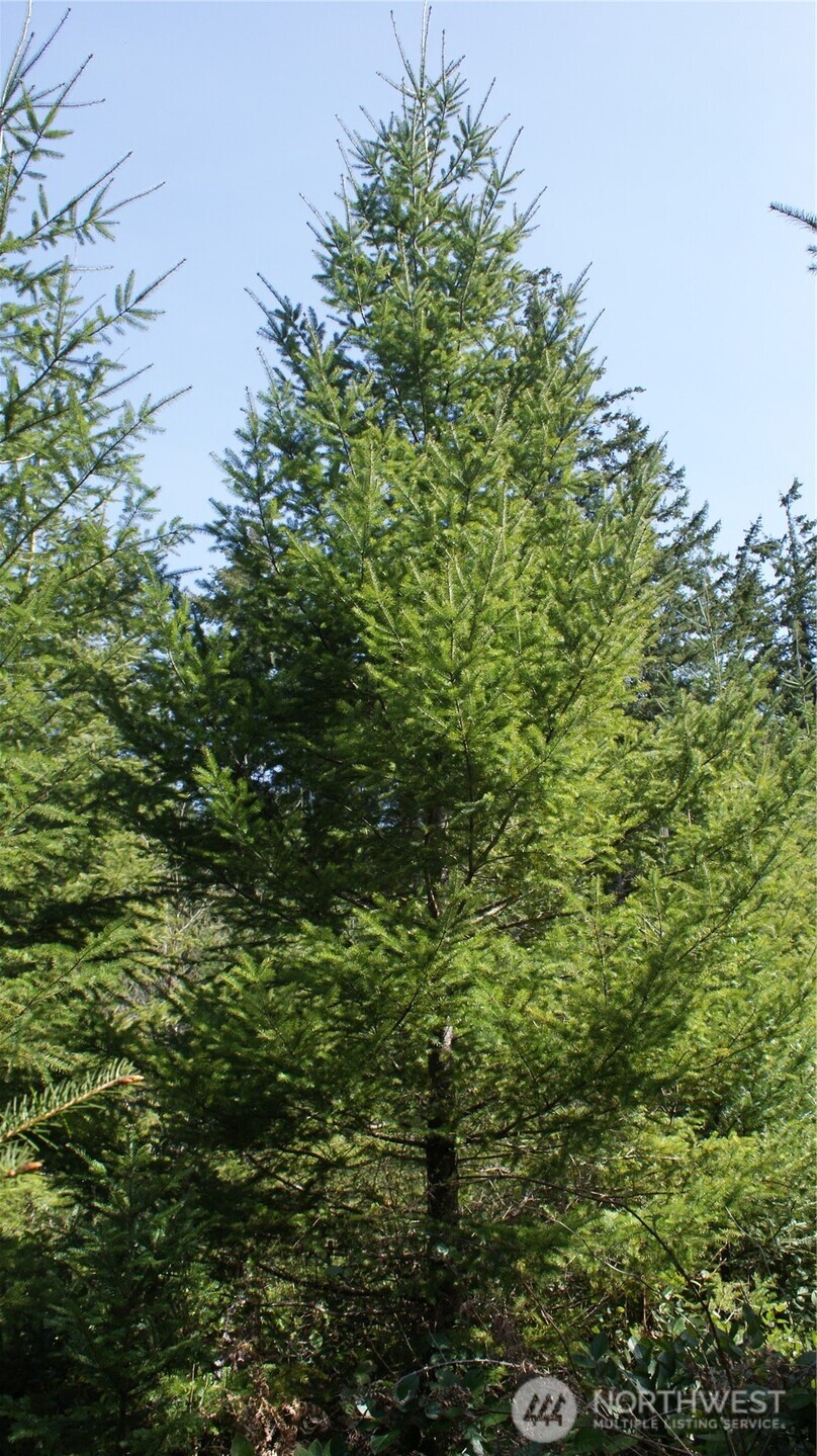 0 Winter Road , Winlock, WA 98596