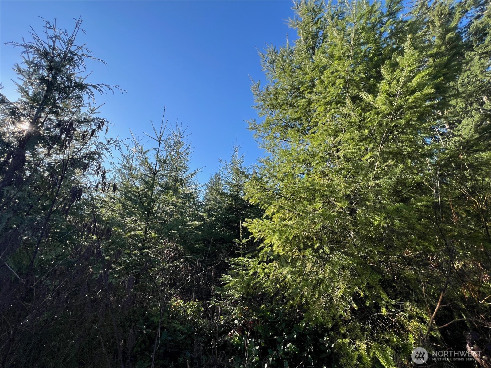 0 Winter Road , Winlock, WA 98596