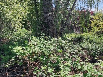 0 xxx 140th Avenue NE, Woodinville, WA 98072 - Photo 14