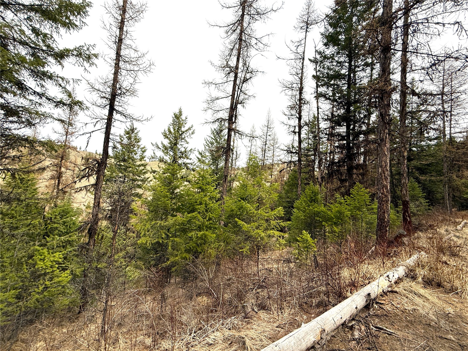 0 TBD Give Out Creek Road , Wauconda, WA 98859