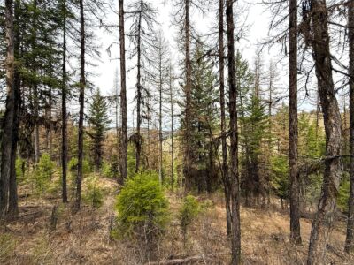 0 TBD Give Out Creek Road , Wauconda, WA 98859 - Photo 6