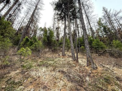 0 TBD Give Out Creek Road , Wauconda, WA 98859 - Photo 8