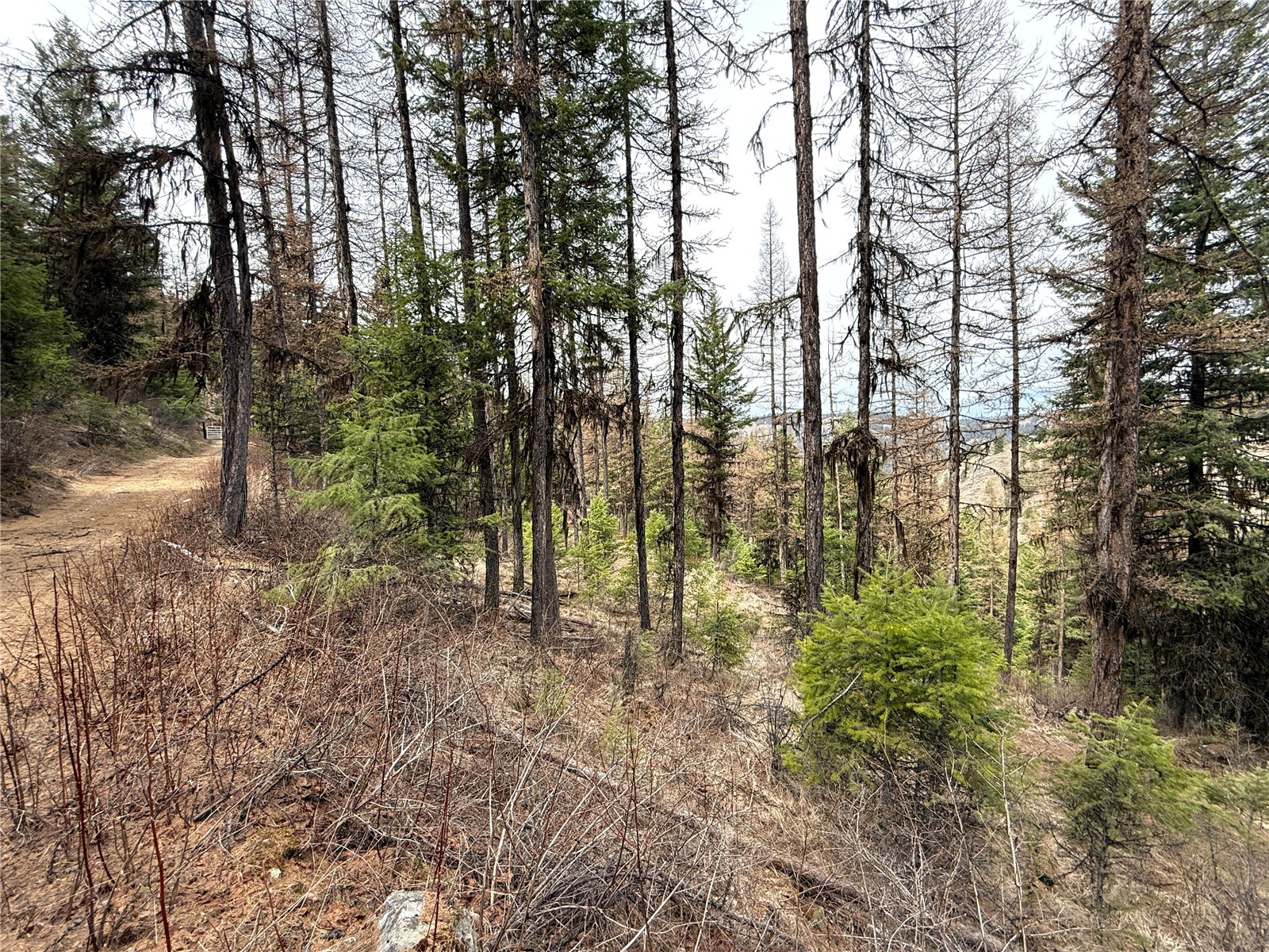 0 TBD Give Out Creek Road , Wauconda, WA 98859