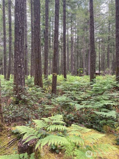 40 N Snapper Drive , Hoodsport, WA 98548 - Photo 13