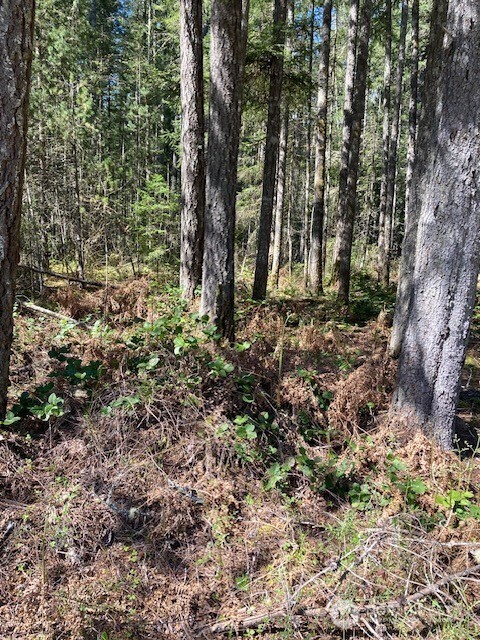 131 N Rainbow Way , Hoodsport, WA 98548