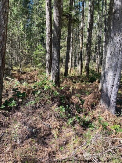 131 N Rainbow Way , Hoodsport, WA 98548 - Photo 2