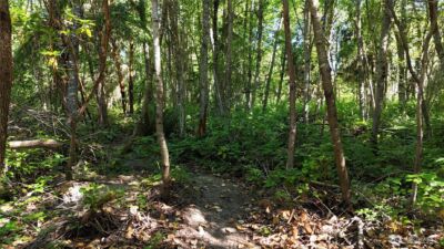 0 Woodland Drive , Port Townsend, WA 98368 - Photo 8