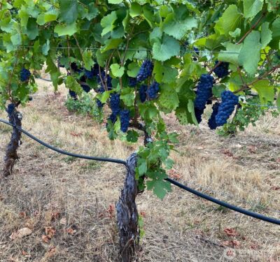 391 Newell Rd , Underwood, WA 98651 - Photo 17